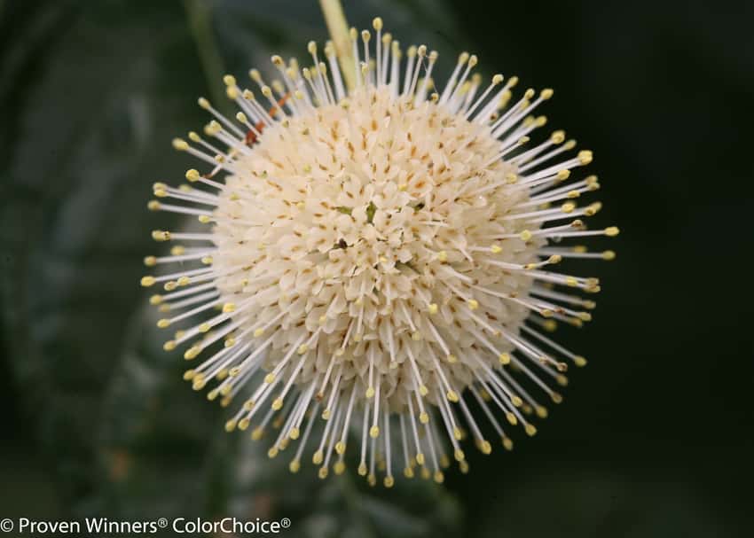Sugar Shack® buttonbush shown in the breeder’s cultivar photograph.