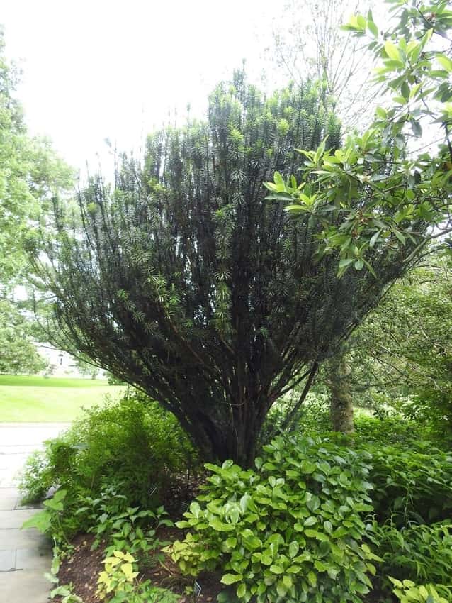 Upright Japanese plum yew in a source-identified photograph.