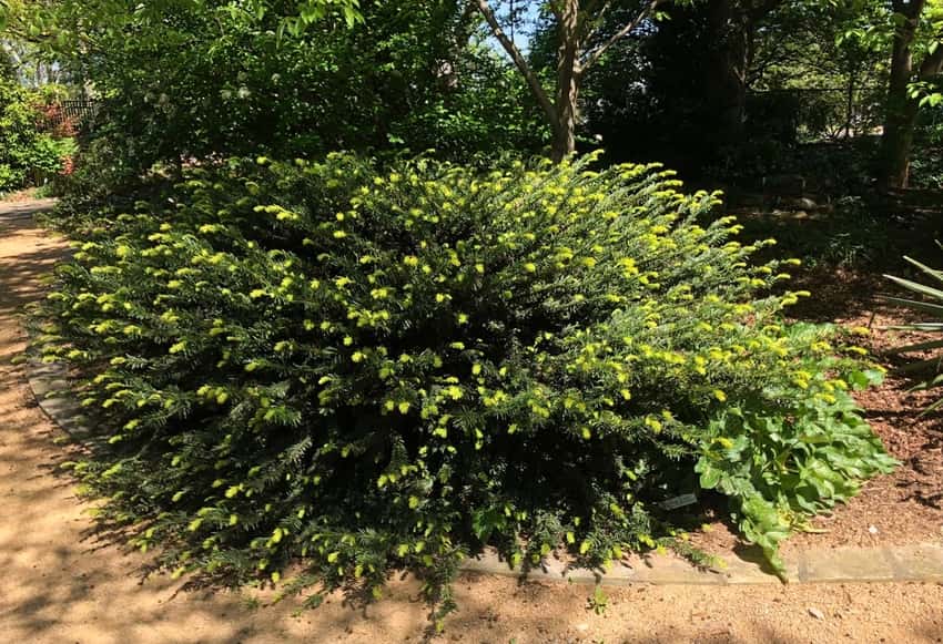 Japanese plum yew in a source-identified photograph.