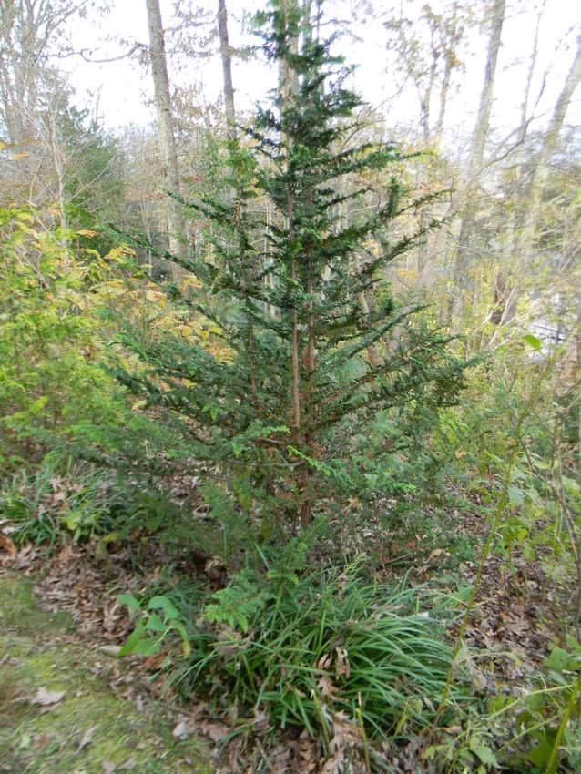 Fernspray Hinoki cypress in a source-identified photograph.