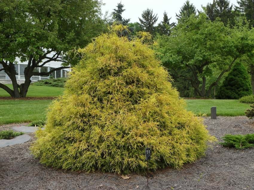 Golden Mop threadleaf false cypress in a source-identified photograph.