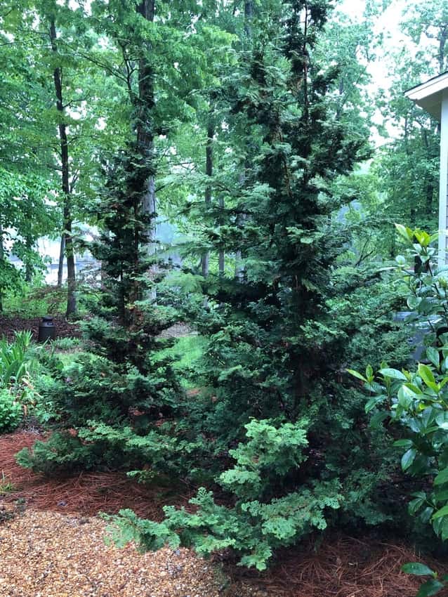 Slender Hinoki cypress in a source-identified photograph.