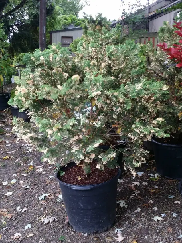 Moonlight Lace Hinoki false cypress with cream-variegated green foliage growing in a nursery pot at Reminiscent