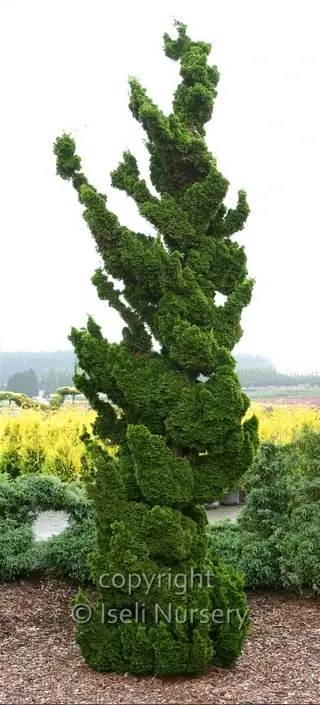 Spiralis Hinoki cypress showing its upright sculptural spiralling foliage