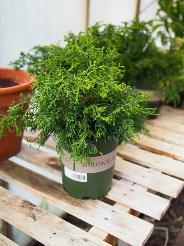 Torulosa Hinoki cypress, Chamaecyparis obtusa 'Torulosa'