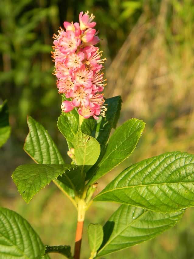 Ruby Spice summersweet in a source-identified photograph.