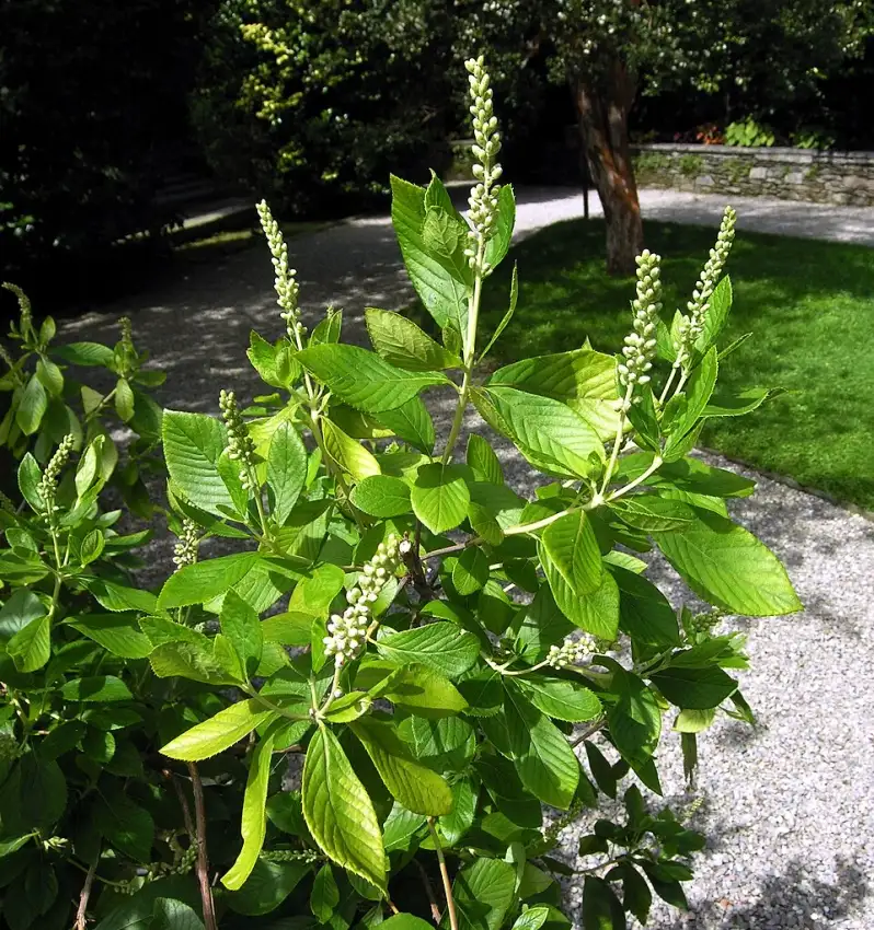 Summersweet showing fresh foliage and white flower spikes. This photograph does not identify the Summer Sparkler cultivar.