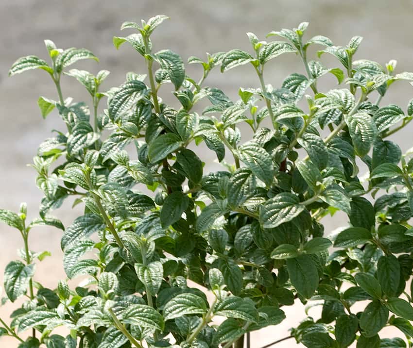 Pucker Up!® red-twig dogwood shown in the breeder’s cultivar photograph.