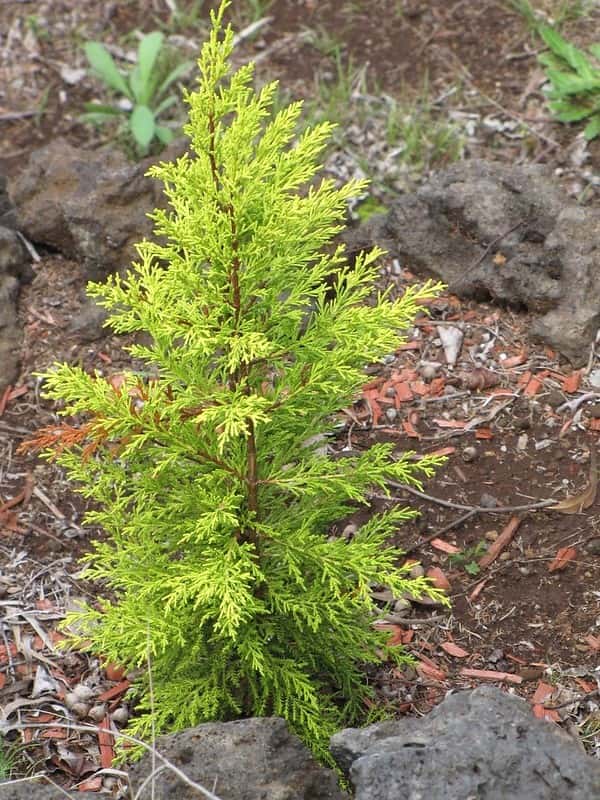 Lemon cypress in a source-identified photograph.
