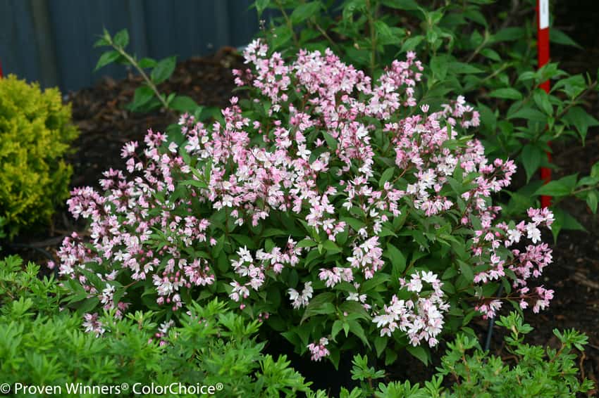 Yuki Cherry Blossom® deutzia shown in the breeder’s cultivar photograph.