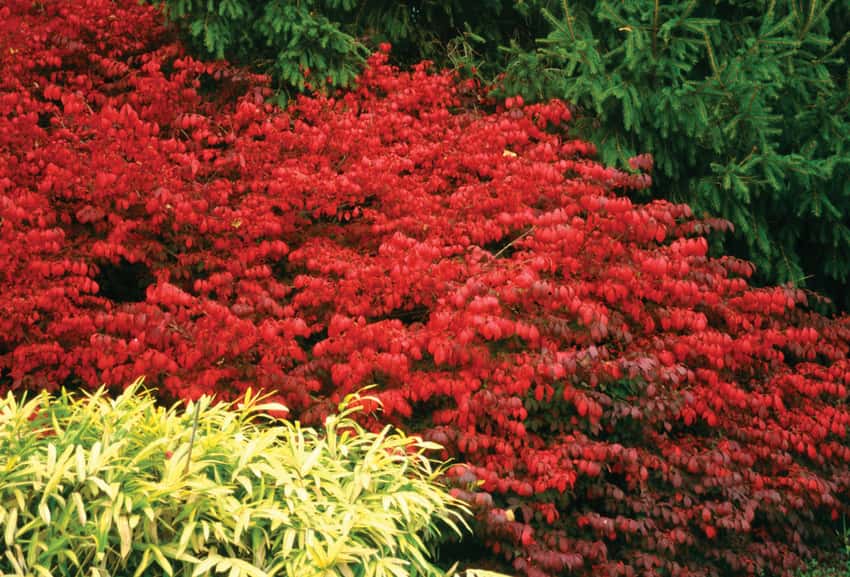 Fire Ball® burning bush shown in the breeder’s cultivar photograph.