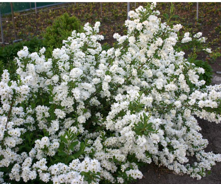Snow Day® Surprise pearl-bush shown in the breeder’s cultivar photograph.