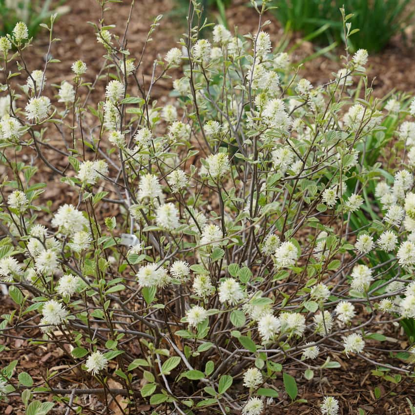 Legend of the Small® fothergilla shown in the breeder’s cultivar photograph.