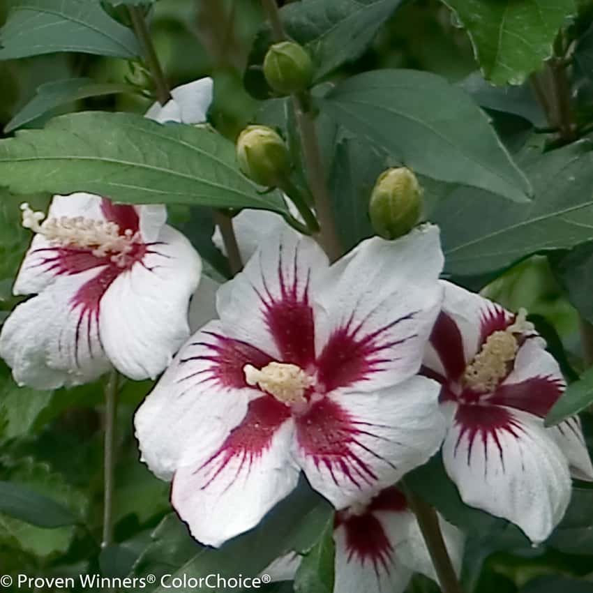 Lil’ Kim rose of Sharon with white flowers and deep red centers.