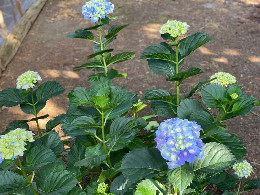 BloomStruck® bigleaf hydrangea in a source-identified photograph.