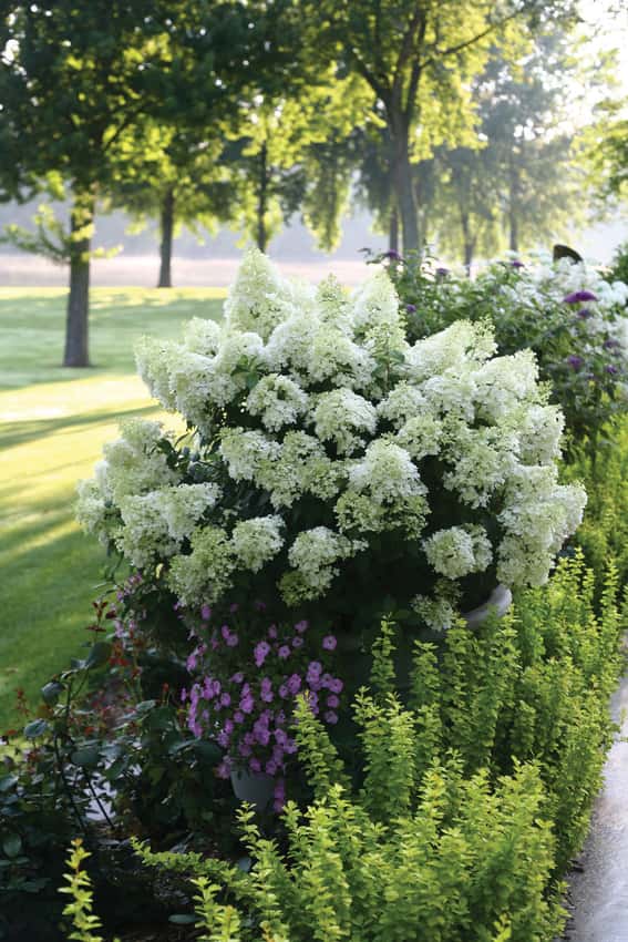 Bobo® panicle hydrangea shown in the breeder’s cultivar photograph.
