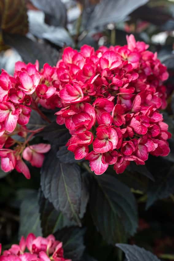 Eclipse® bigleaf hydrangea in a source-identified photograph.