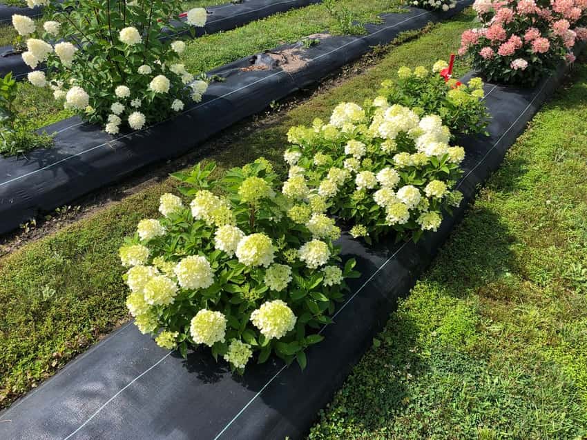 Fire Light Tidbit® panicle hydrangea shown in the breeder’s cultivar photograph.