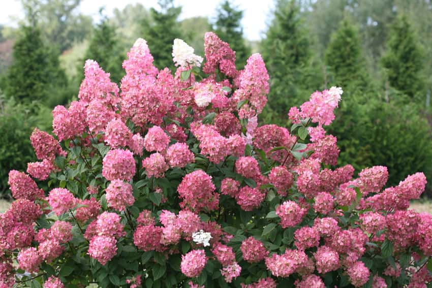 Fire Light® panicle hydrangea shown in the breeder’s cultivar photograph.