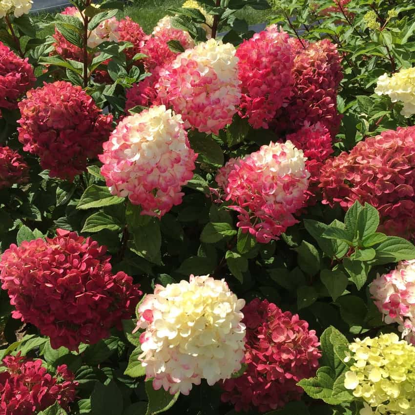 Little Lime Punch® panicle hydrangea shown in the breeder’s cultivar photograph.