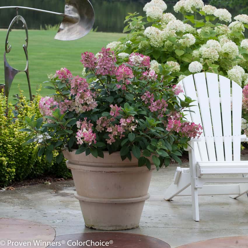 Little Quick Fire® panicle hydrangea shown in the breeder’s cultivar photograph.