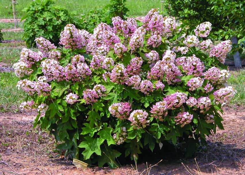Munchkin oakleaf hydrangea in a source-identified photograph.
