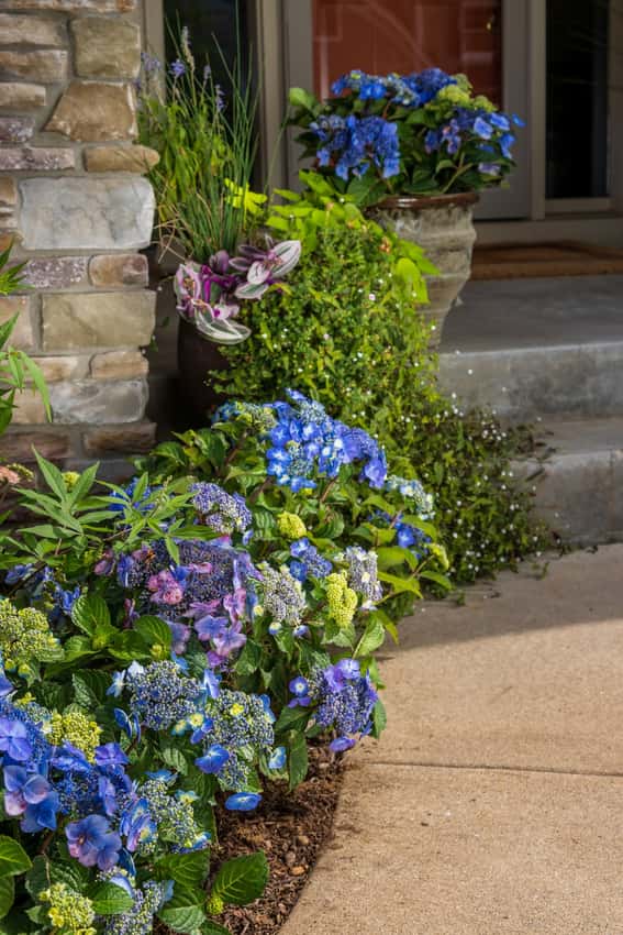 Pop Star® bigleaf hydrangea in a source-identified photograph.