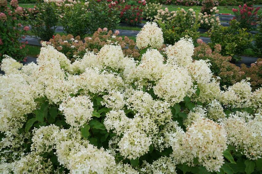 Puffer Fish® panicle hydrangea shown in the breeder’s cultivar photograph.
