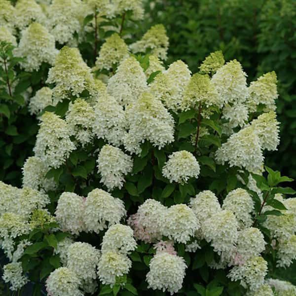 Quick Fire Fab® panicle hydrangea shown in the breeder’s cultivar photograph.