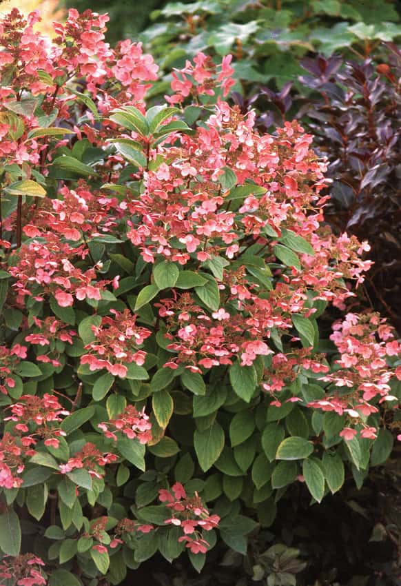 Quick Fire® panicle hydrangea shown in the breeder’s cultivar photograph.