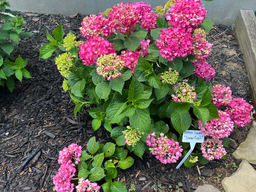 Summer Crush® bigleaf hydrangea in a source-identified photograph.
