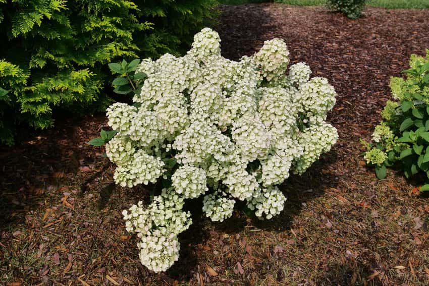 Tiny Quick Fire® panicle hydrangea shown in the breeder’s cultivar photograph.