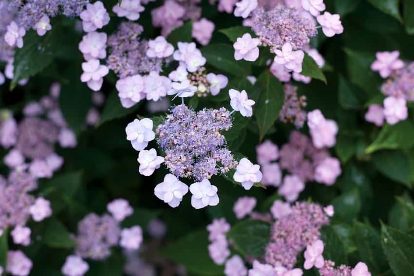Tiny Tuff Stuff™ mountain hydrangea shown in the breeder’s cultivar photograph.