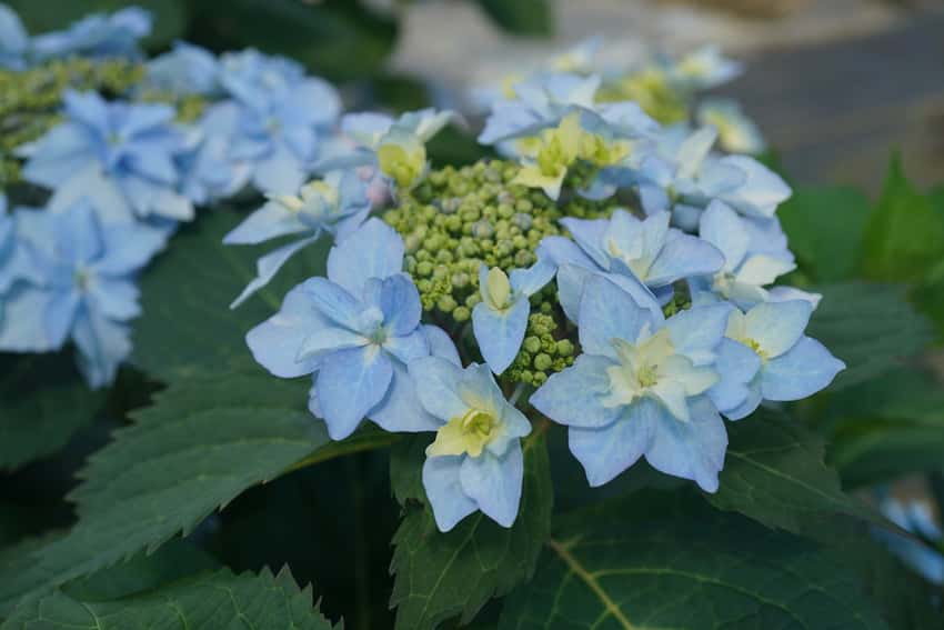 Tuff Stuff Ah-Ha® mountain hydrangea shown in the breeder’s cultivar photograph.