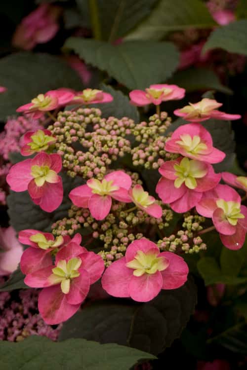Tuff Stuff™ Red mountain hydrangea shown in the breeder’s cultivar photograph.