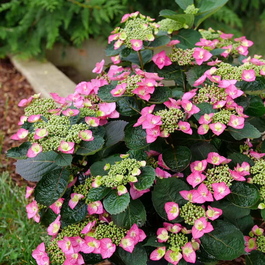 Tuff Stuff Top Fun® mountain hydrangea shown in the breeder’s cultivar photograph.