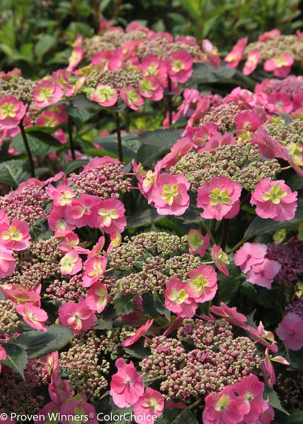 Tuff Stuff™ mountain hydrangea shown in the breeder’s cultivar photograph.