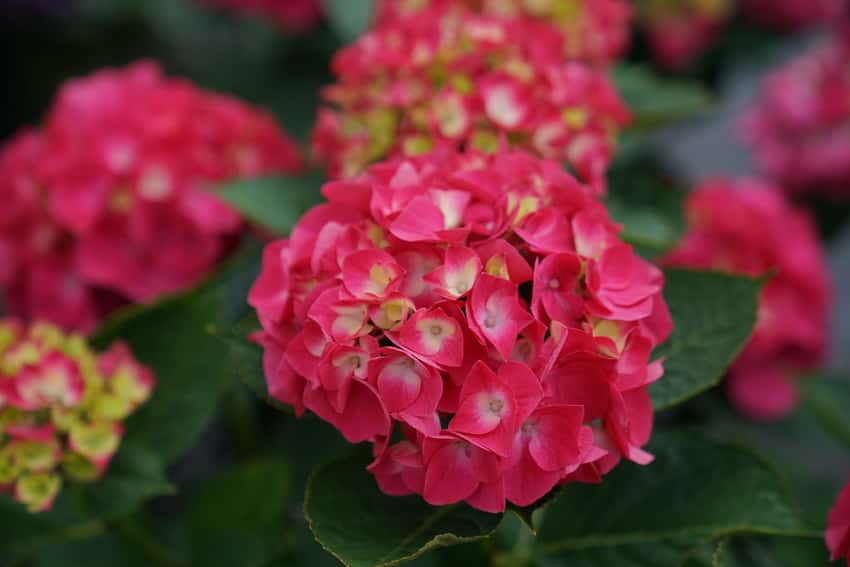 Wee Bit Giddy® bigleaf hydrangea shown in the breeder’s cultivar photograph.