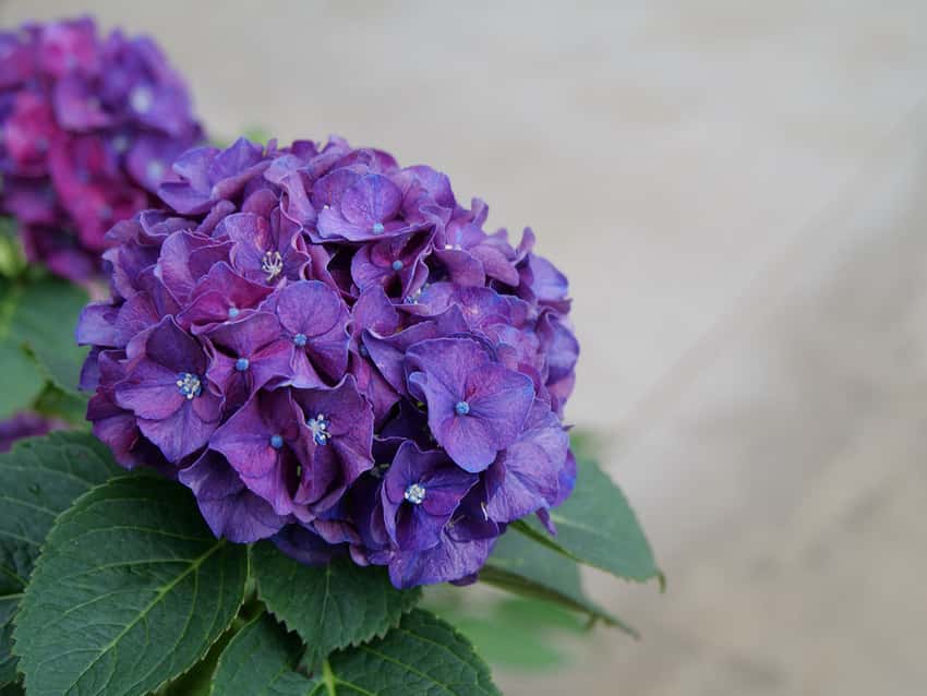 Wee Bit Grumpy® bigleaf hydrangea shown in the breeder’s cultivar photograph.