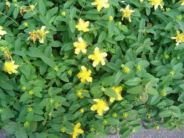Creeping St. John’s wort in a source-identified photograph.
