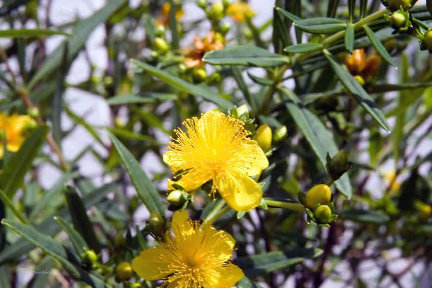 Gemo St. John's wort in a source-identified photograph.