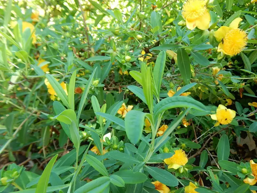 Sunburst St. John’s wort showing its bright yellow flowers and foliage.
