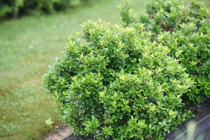 Castle Keep® blue holly shown in the breeder’s cultivar photograph.