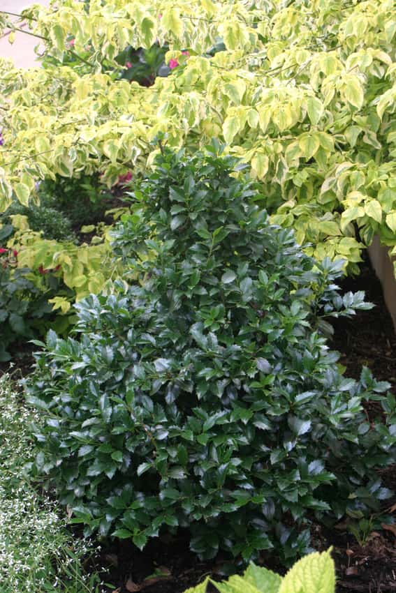 Castle Spire® blue holly shown in the breeder’s cultivar photograph.