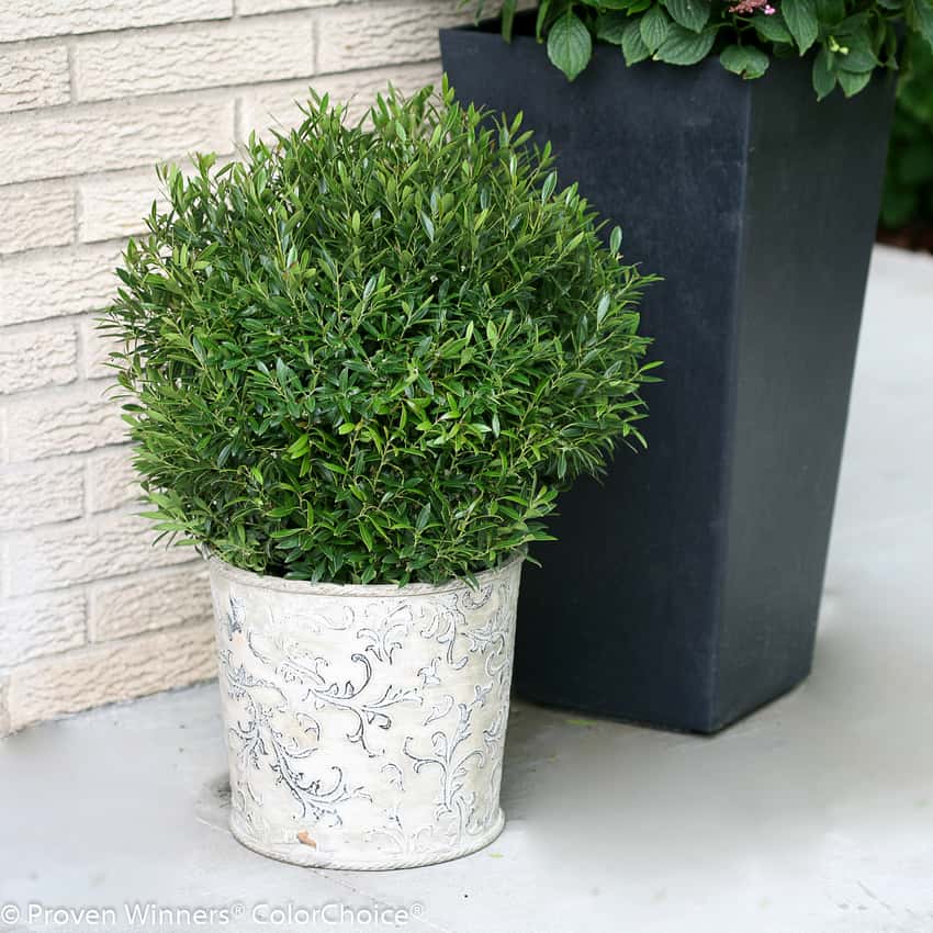 Gem Box® inkberry holly shown in the breeder’s cultivar photograph.