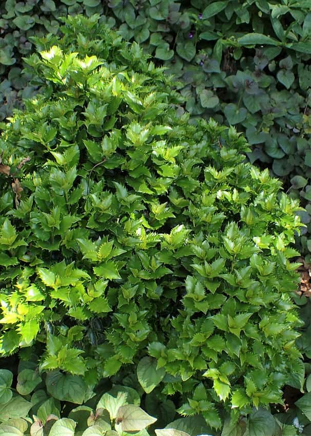 Little Rascal® male holly in a source-identified photograph.