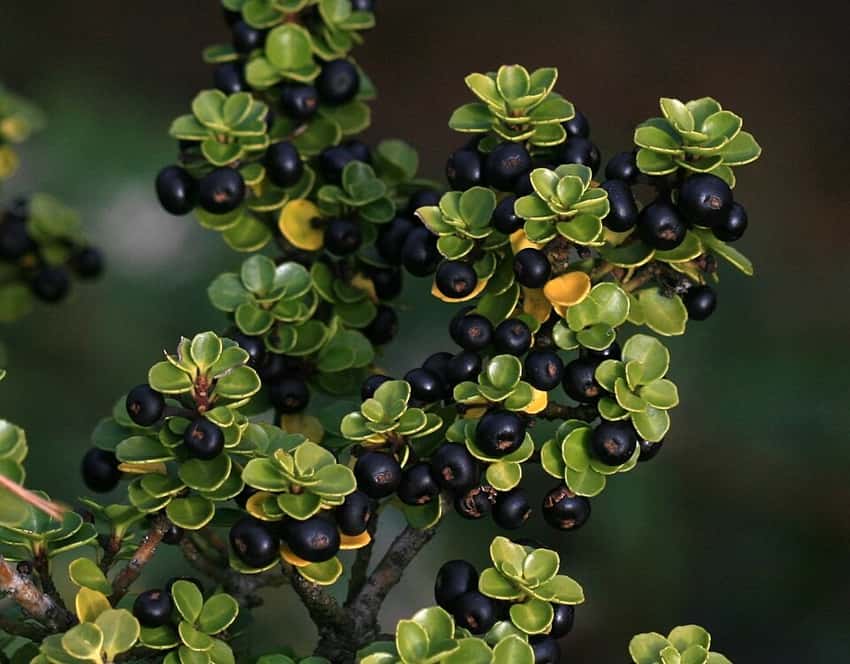 Mariesii Japanese holly in a source-identified photograph.
