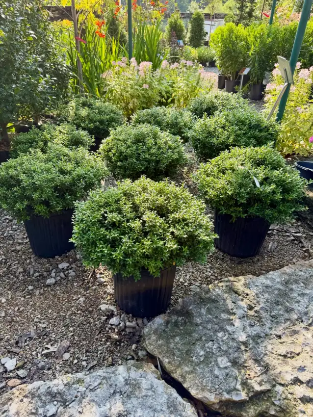 Soft Touch Japanese holly plants with dense rounded green foliage in nursery pots at Reminiscent