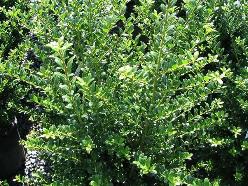 Steeds Japanese holly in a source-identified photograph.