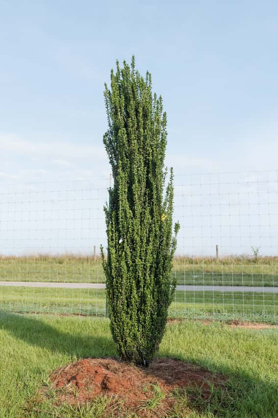Straight & Narrow® Japanese holly in a source-identified photograph.